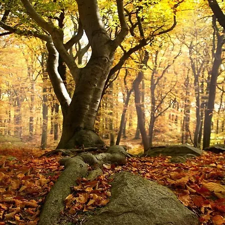 Iris Schumacher Зиммерат