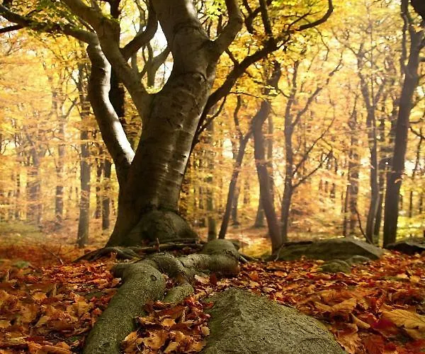 Iris Schumacher זימראת'